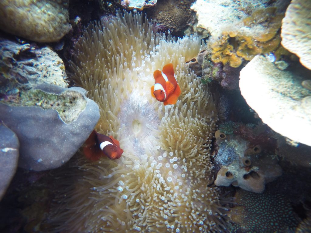 Clownfische in ihrer Anemone