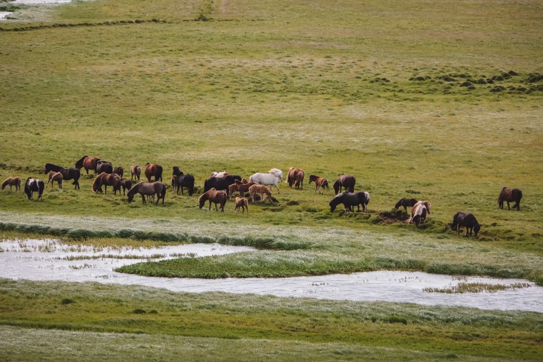 Islandpferde auf einer Weide