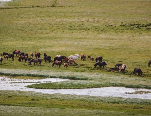 Islandpferde auf einer Weide
